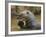 Giant River Otter, Pantanal, Brazil-Joe & Mary Ann McDonald-Framed Photographic Print