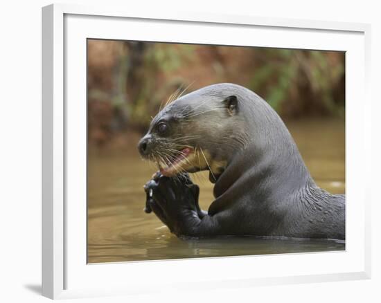 Giant River Otter, Pantanal, Brazil-Joe & Mary Ann McDonald-Framed Photographic Print