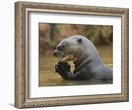 Giant River Otter, Pantanal, Brazil-Joe & Mary Ann McDonald-Framed Photographic Print