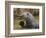 Giant River Otter, Pantanal, Brazil-Joe & Mary Ann McDonald-Framed Photographic Print