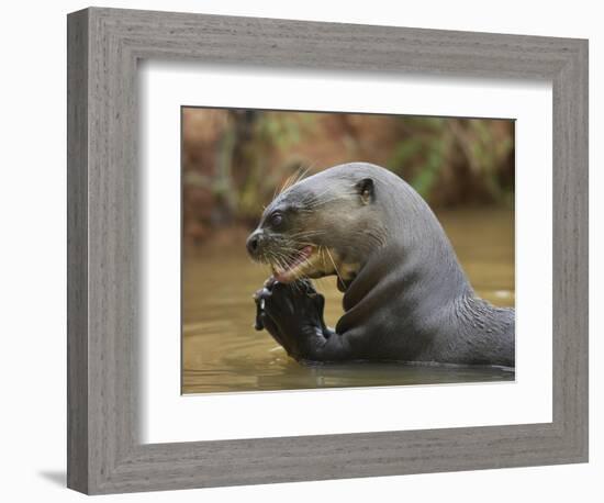 Giant River Otter, Pantanal, Brazil-Joe & Mary Ann McDonald-Framed Photographic Print