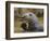 Giant River Otter, Pantanal, Brazil-Joe & Mary Ann McDonald-Framed Photographic Print