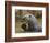 Giant River Otter, Pantanal, Brazil-Joe & Mary Ann McDonald-Framed Photographic Print