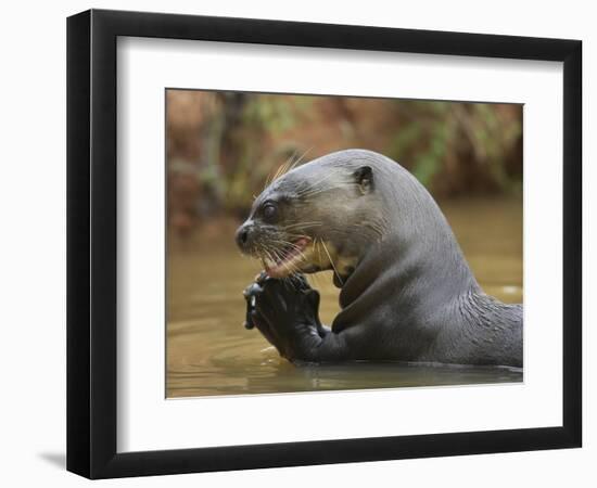 Giant River Otter, Pantanal, Brazil-Joe & Mary Ann McDonald-Framed Photographic Print