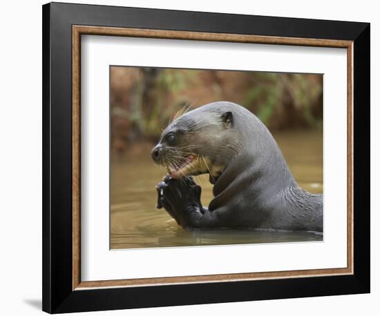 Giant River Otter, Pantanal, Brazil-Joe & Mary Ann McDonald-Framed Photographic Print