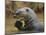 Giant River Otter, Pantanal, Brazil-Joe & Mary Ann McDonald-Mounted Photographic Print