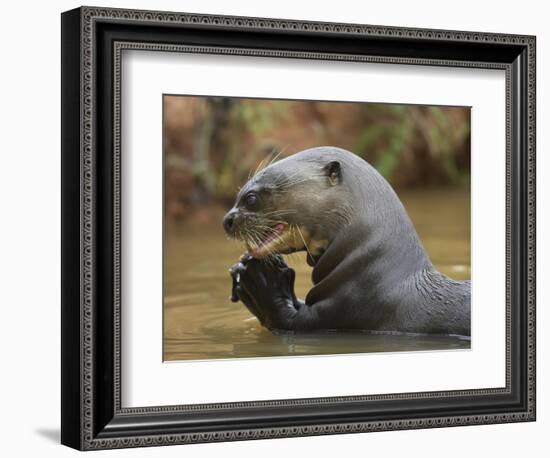 Giant River Otter, Pantanal, Brazil-Joe & Mary Ann McDonald-Framed Photographic Print