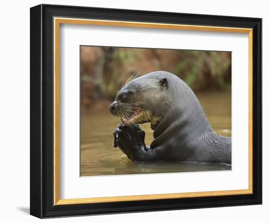 Giant River Otter, Pantanal, Brazil-Joe & Mary Ann McDonald-Framed Photographic Print