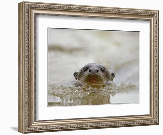 Giant River Otter, Pantanal, Brazil-Joe & Mary Ann McDonald-Framed Photographic Print