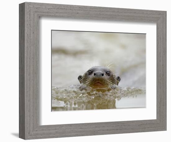 Giant River Otter, Pantanal, Brazil-Joe & Mary Ann McDonald-Framed Photographic Print