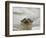 Giant River Otter, Pantanal, Brazil-Joe & Mary Ann McDonald-Framed Photographic Print