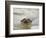 Giant River Otter, Pantanal, Brazil-Joe & Mary Ann McDonald-Framed Photographic Print