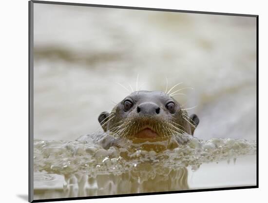 Giant River Otter, Pantanal, Brazil-Joe & Mary Ann McDonald-Mounted Photographic Print