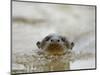 Giant River Otter, Pantanal, Brazil-Joe & Mary Ann McDonald-Mounted Photographic Print