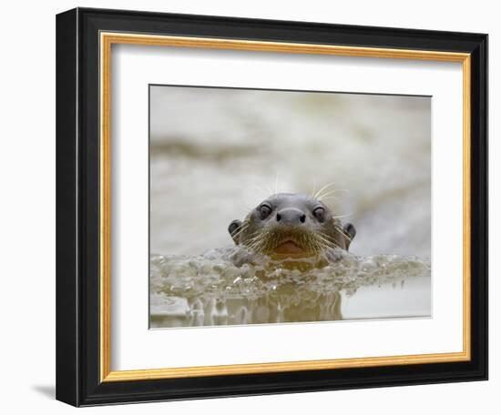 Giant River Otter, Pantanal, Brazil-Joe & Mary Ann McDonald-Framed Photographic Print