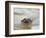 Giant River Otter, Pantanal, Brazil-Joe & Mary Ann McDonald-Framed Photographic Print