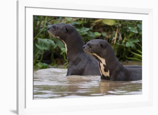 Giant river otter, Pantanal, Mato Grosso, Brazil.-Sergio Pitamitz-Framed Photographic Print