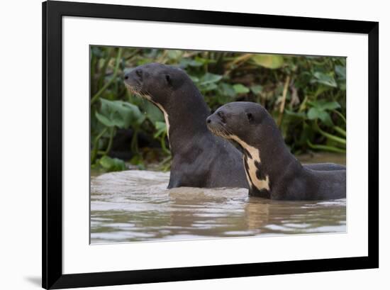 Giant river otter, Pantanal, Mato Grosso, Brazil.-Sergio Pitamitz-Framed Photographic Print