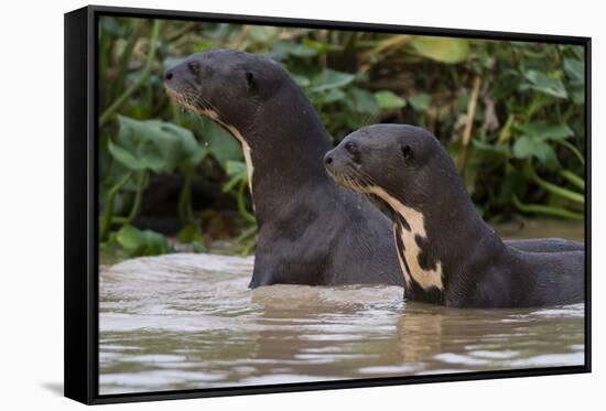 Giant river otter, Pantanal, Mato Grosso, Brazil.-Sergio Pitamitz-Framed Premier Image Canvas