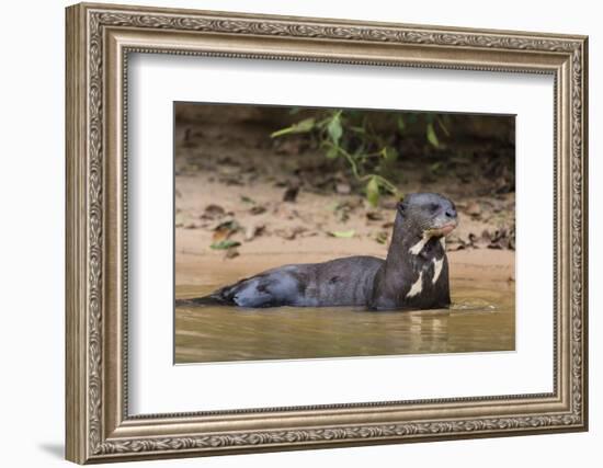 Giant river otter (Pteronura brasiliensis), Pantanal, Mato Grosso, Brazil, South America-Sergio Pitamitz-Framed Photographic Print