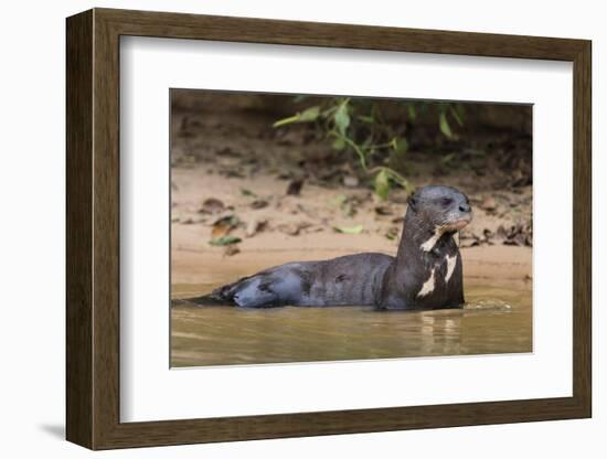 Giant river otter (Pteronura brasiliensis), Pantanal, Mato Grosso, Brazil, South America-Sergio Pitamitz-Framed Photographic Print