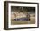 Giant river otter (Pteronura brasiliensis), Pantanal, Mato Grosso, Brazil, South America-Sergio Pitamitz-Framed Photographic Print