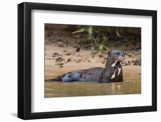 Giant river otter (Pteronura brasiliensis), Pantanal, Mato Grosso, Brazil, South America-Sergio Pitamitz-Framed Photographic Print