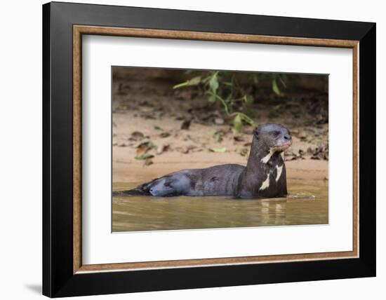 Giant river otter (Pteronura brasiliensis), Pantanal, Mato Grosso, Brazil, South America-Sergio Pitamitz-Framed Photographic Print