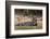 Giant river otter (Pteronura brasiliensis), Pantanal, Mato Grosso, Brazil, South America-Sergio Pitamitz-Framed Photographic Print