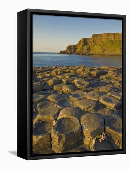 Giant's Causeway Near Bushmills, County Antrim, Ulster, Northern Ireland, UK-Neale Clarke-Framed Premier Image Canvas