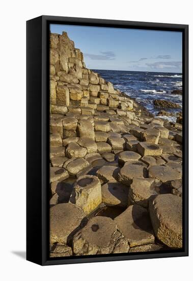 Giant's Causeway, UNESCO World Heritage Site, County Antrim, Ulster, Northern Ireland, United Kingd-Nigel Hicks-Framed Premier Image Canvas