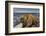 Giant's Causeway, UNESCO World Heritage Site, County Antrim, Ulster, Northern Ireland, United Kingd-Nigel Hicks-Framed Photographic Print