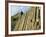 Giant's Causeway-Kevin Schafer-Framed Photographic Print