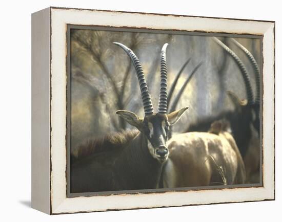 Giant Sable Antelopes, Probably on the Luanda Preserve-Carlo Bavagnoli-Framed Premier Image Canvas