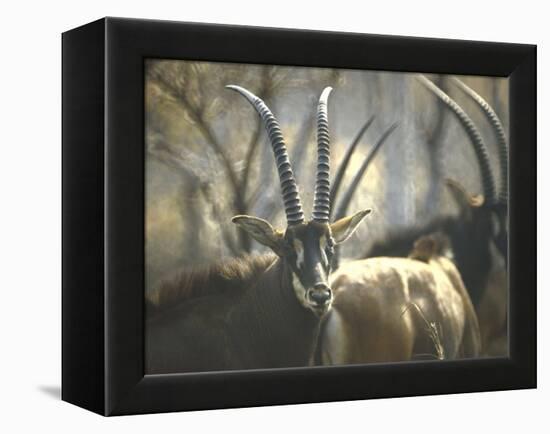 Giant Sable Antelopes, Probably on the Luanda Preserve-Carlo Bavagnoli-Framed Premier Image Canvas
