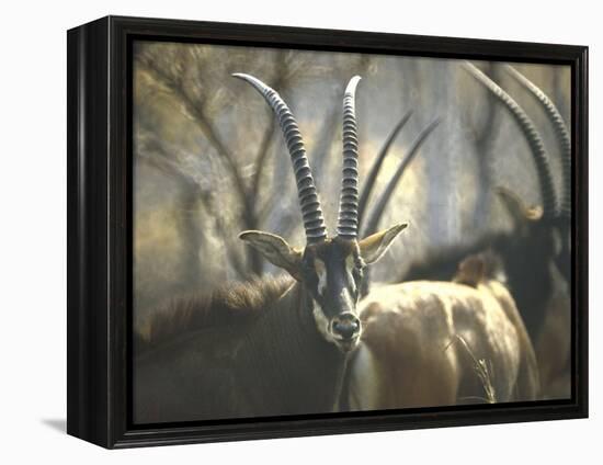 Giant Sable Antelopes, Probably on the Luanda Preserve-Carlo Bavagnoli-Framed Premier Image Canvas