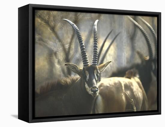 Giant Sable Antelopes, Probably on the Luanda Preserve-Carlo Bavagnoli-Framed Premier Image Canvas