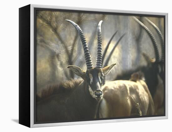 Giant Sable Antelopes, Probably on the Luanda Preserve-Carlo Bavagnoli-Framed Premier Image Canvas