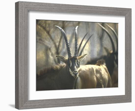 Giant Sable Antelopes, Probably on the Luanda Preserve-Carlo Bavagnoli-Framed Photographic Print