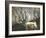 Giant Sable Antelopes, Probably on the Luanda Preserve-Carlo Bavagnoli-Framed Photographic Print