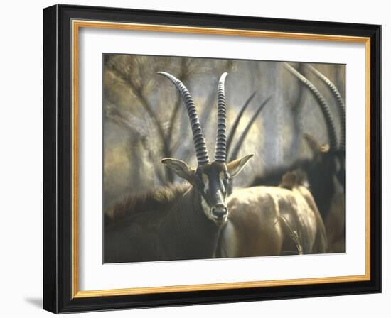 Giant Sable Antelopes, Probably on the Luanda Preserve-Carlo Bavagnoli-Framed Photographic Print