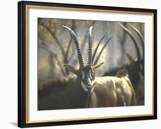 Giant Sable Antelopes, Probably on the Luanda Preserve-Carlo Bavagnoli-Framed Photographic Print