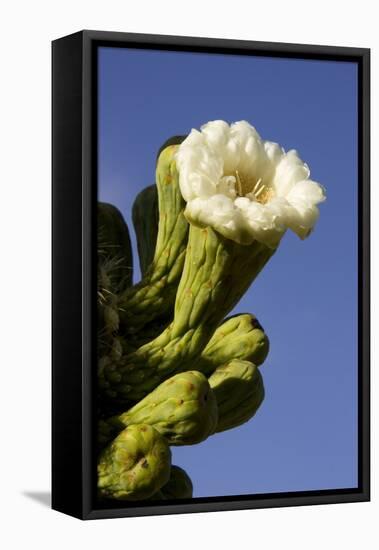 Giant Saguaro Buds and Flower-null-Framed Premier Image Canvas