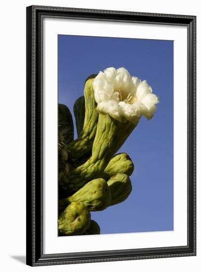 Giant Saguaro Buds and Flower-null-Framed Photographic Print