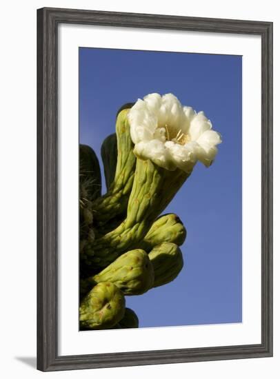 Giant Saguaro Buds and Flower-null-Framed Photographic Print