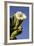 Giant Saguaro Buds and Flower-null-Framed Photographic Print