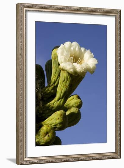 Giant Saguaro Buds and Flower-null-Framed Photographic Print