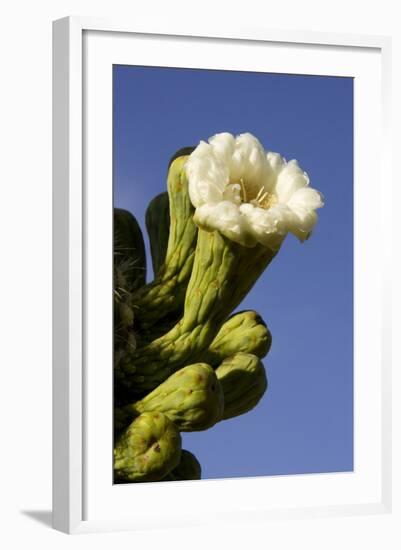 Giant Saguaro Buds and Flower-null-Framed Photographic Print