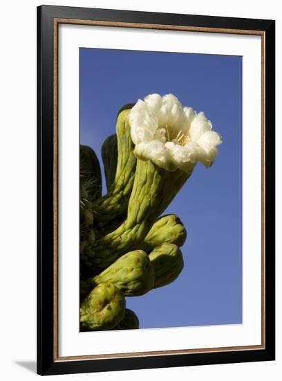 Giant Saguaro Buds and Flower-null-Framed Photographic Print