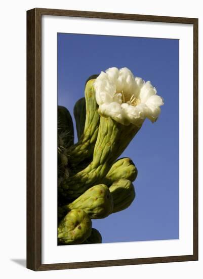 Giant Saguaro Buds and Flower-null-Framed Photographic Print